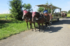 Schaffhausen 2012-5(Weinberge Hallau)