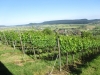 Weinberge Hallau