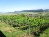 Weinberge Hallau