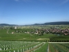 Weinberge Hallau