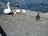 Brunchfahrt auf dem Rhein